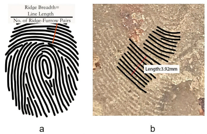 Fingerprint method of mean ridge breadth measurements
