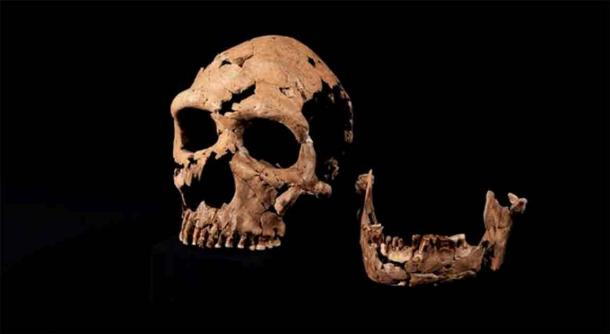 The skull of Shanidar Z has been reconstructed in the lab at the University of Cambridge. Cambridge University