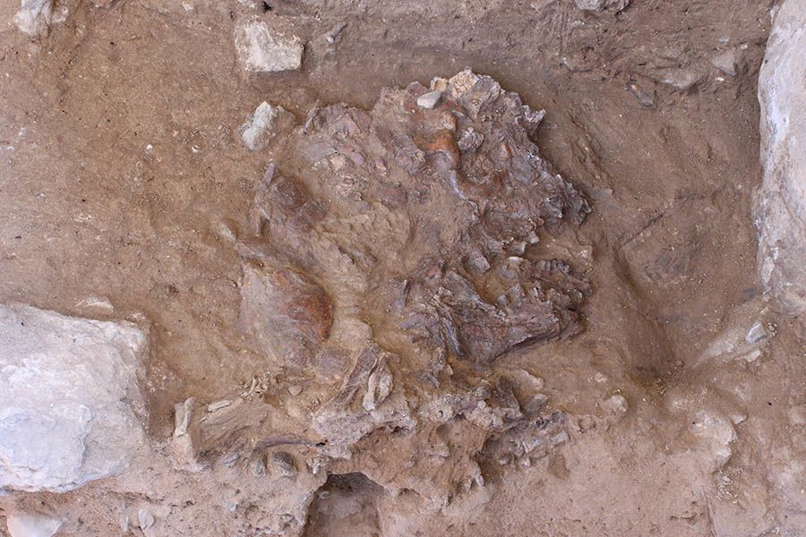 The skull of Shanidar Z, flattened by thousands of years of sediment and rockfall, in situ in Shanidar Cave, Iraqi Kurdistan