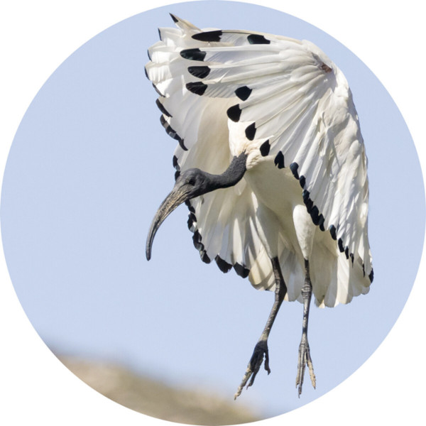 A sacred ibis (Threskiornis aethiopicus) during the high-alpha phase of landing.