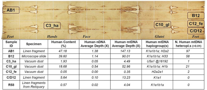 Infographic summary of the human genomic data obtained from the Turin Shroud samples
