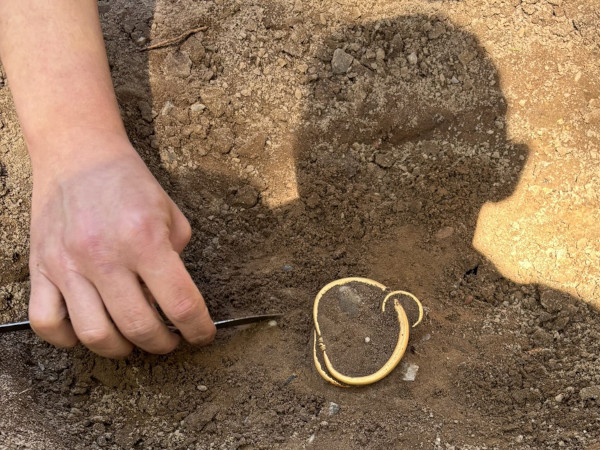Gold ring being excavated at the find site.