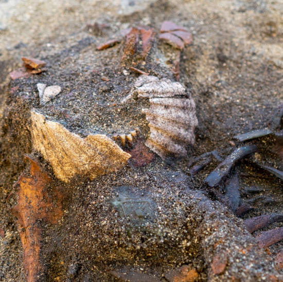 Scallops placed in the mouth of the Viking woman remains