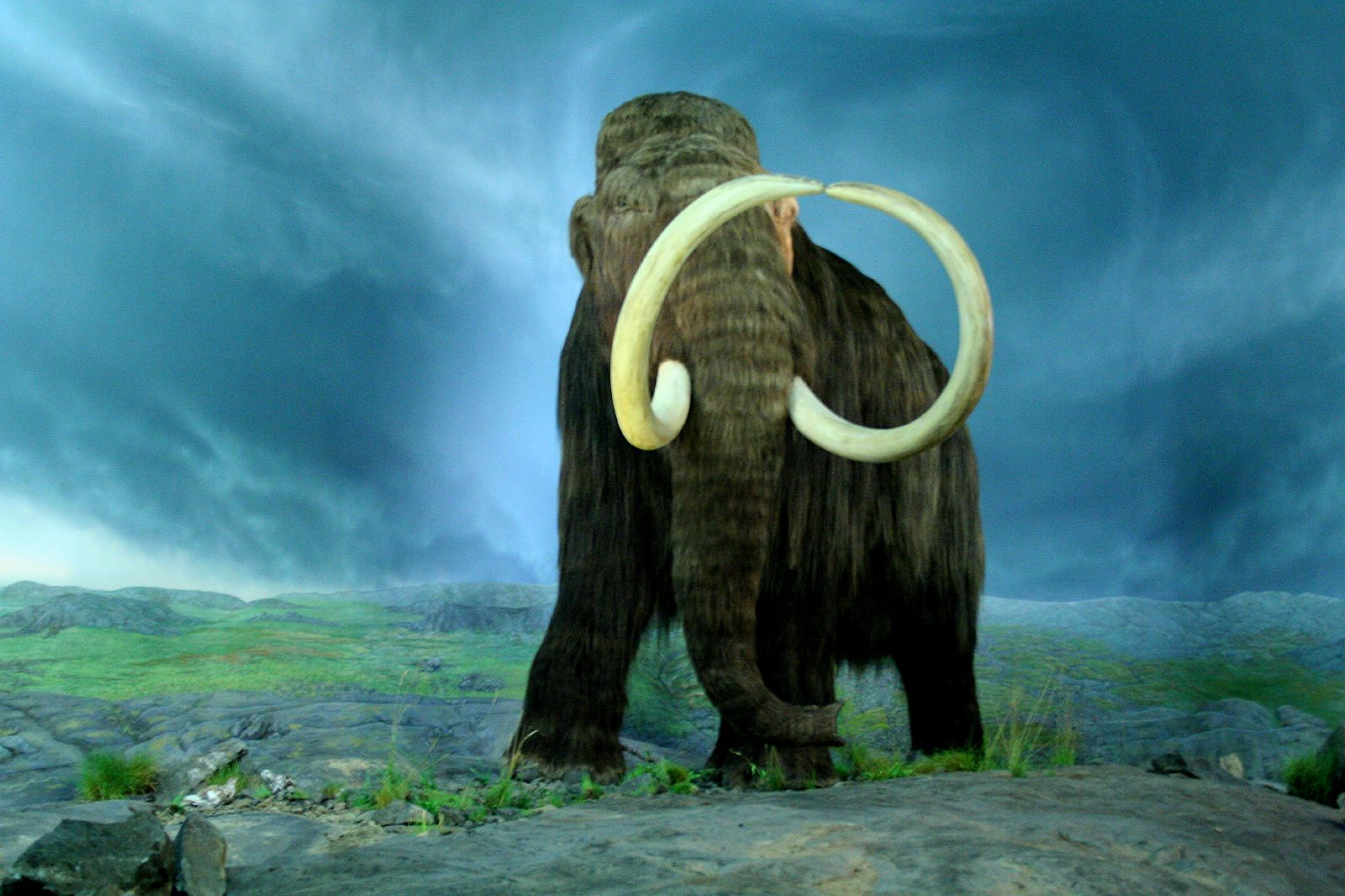 Woolly mammoth (Mammuthus primigenius) reconstruction. Mammoths supplied the ivory used by Upper Paleolithic peoples to carve tools, ornaments, artwork, and the approximately 40,000-year-old boomerang discovered at Obłazowa Cave in Poland