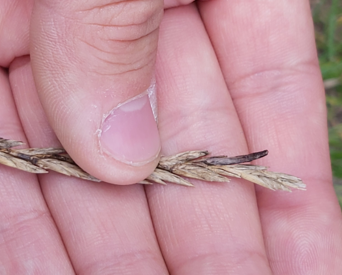 Rye ergot