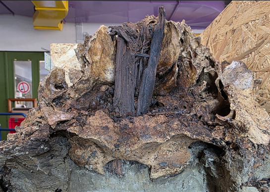 Auroch skull impaled on a wooden post
