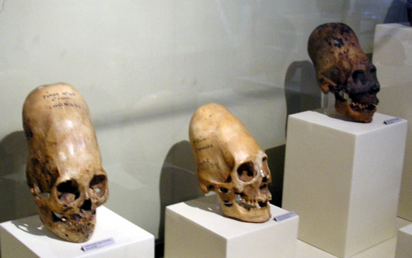 A slightly wider shot showing three actual Paracas elongated skulls lined up in the Museo Regional de Ica. 