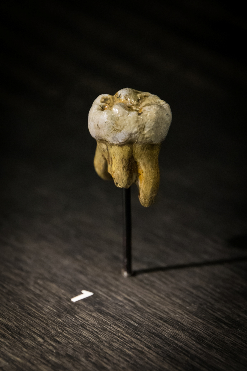 Replica of a Denisovan molar from Denisova Cave. 