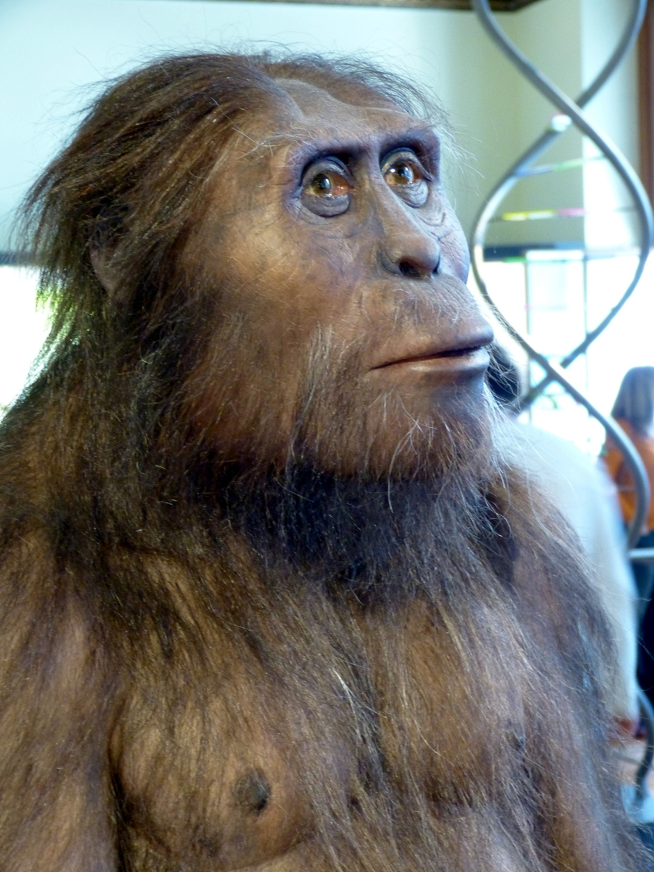 Model of a male Australopithecus afarensis at the Natural History Museum Vienna.