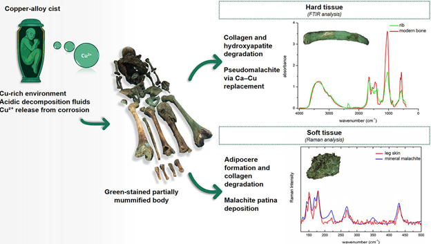 Graphical abstract depicting the full set of remains.