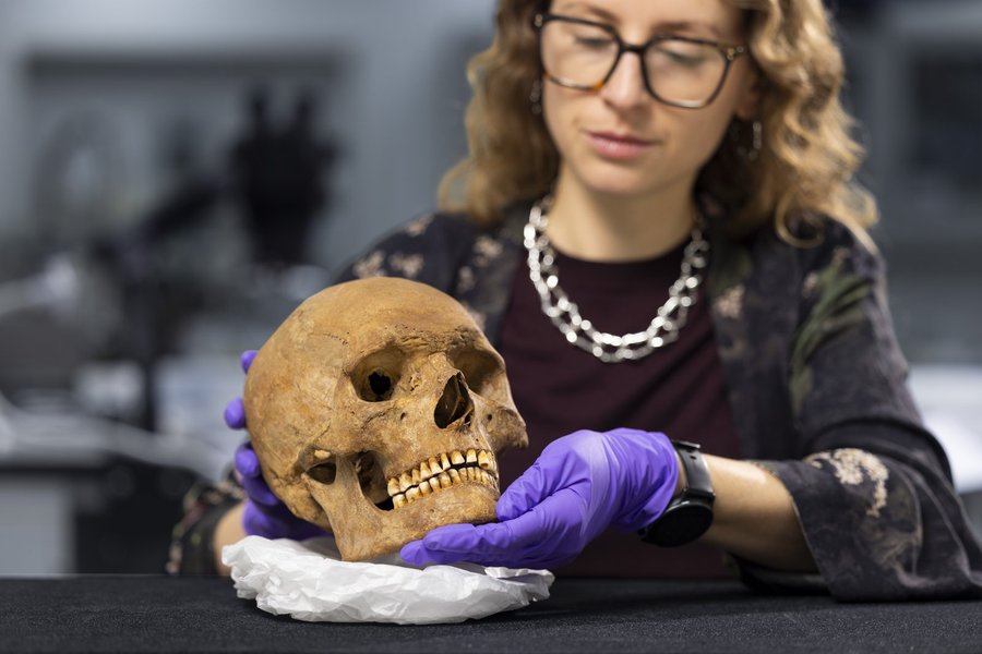 A curator in purple gloves holds a skull on a white support