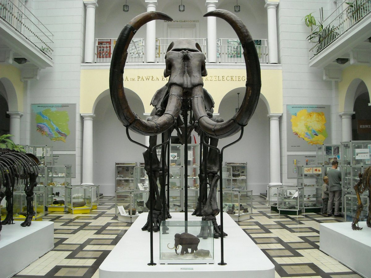 A complete woolly mammoth skeleton with long curved tusks in a museum hall