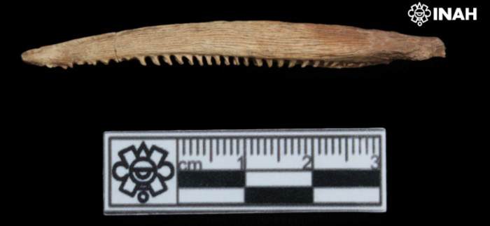 One of the spines studied by INAH researchers