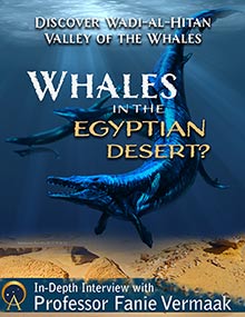 Whales in the Egyptian Desert