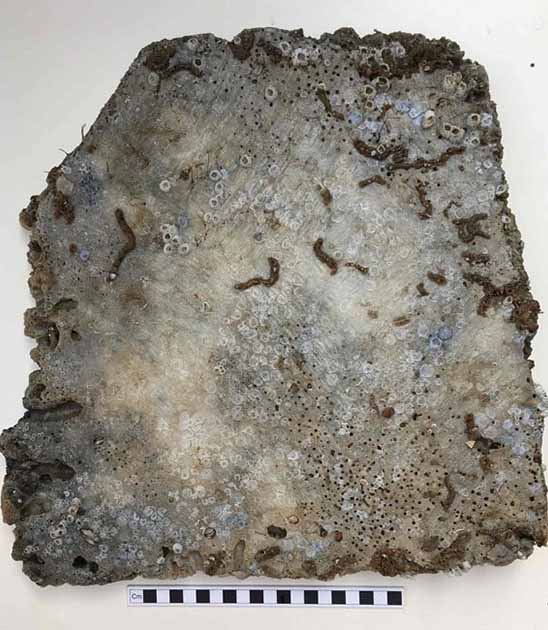 A marble tile found at the wreck site of the 'Klein Hollandia' (© Nautical Archaeology Society)