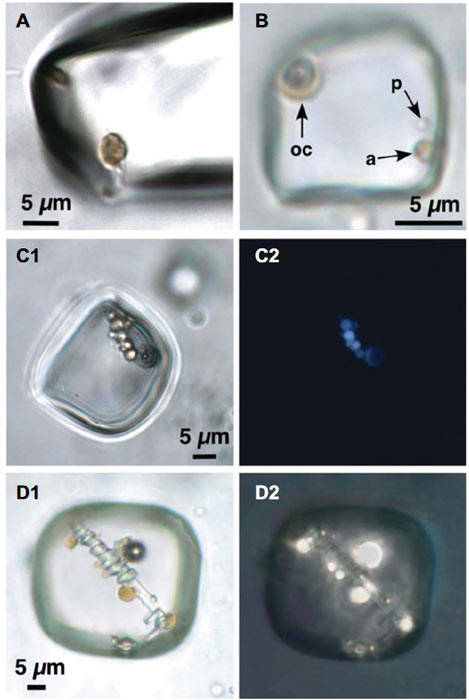 Microorganismos en inclusiones fluidas primarias individuales en halita de la Formación Browne (Australia central) del núcleo Empress 1A. (Schreder-Gomes, Benison & Bernau/ Geología 2022)