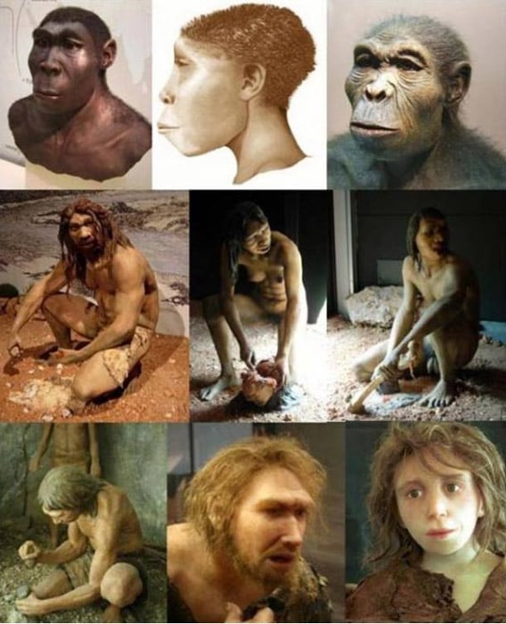 A mix of hominid (genus Homo) depictions; (from right to left) H. habilis, H. ergaster, H. erectus; H. antecessor - male, female, H. heidelbergensis; H. neanderthalensis - girl, male, H. sapiens sapiens.