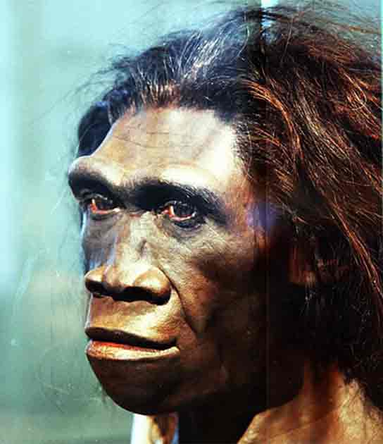 A model of the face of an adult female Homo erectus, one of the first truly human ancestors of modern man. It is now believed that humanity's earliest rudimentary language likely emerged approximately 1.6 million years ago. (Tim Evanson/CC BY-SA 2.0)