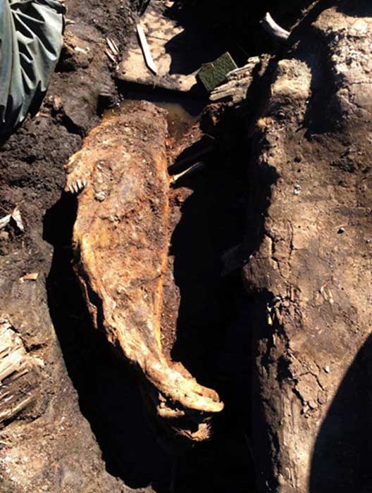 A mummified seal, named “Patou”, found during excavations at an eroding bluff at the Walakpa site last summer.