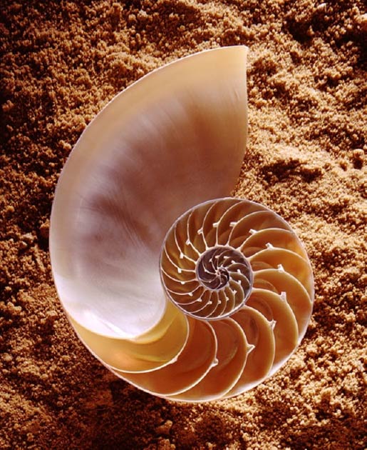 The nautilus shell is a popular example of a golden ratio in nature. (CSIRO / CC BY 3.0)