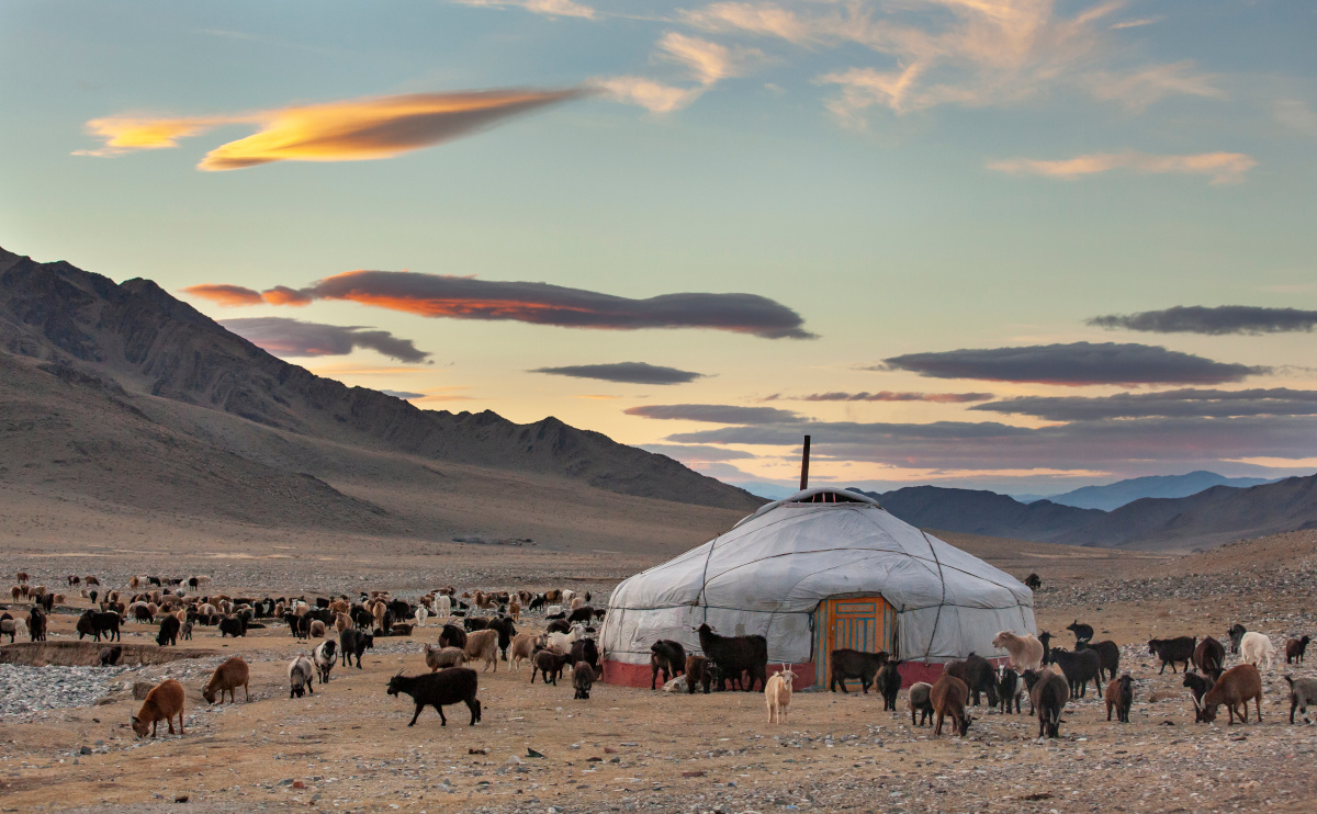 Goats surrounding a yurt in Mongolia.