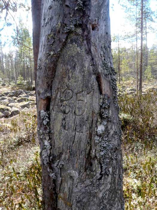 A pine was a common merkkipuu - mark tree. (Keski-Pohjanmaan Arkeologiapalvelu)