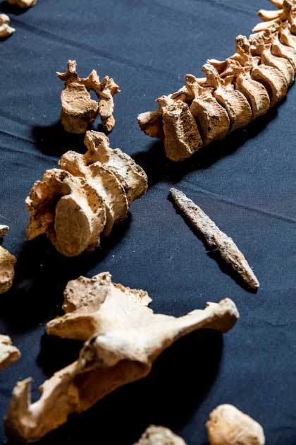 Un posible esqueleto masculino, de 17 a 24 años, encontrado con una punta de lanza de hierro incrustada en su vértebra torácica, excavado durante el trabajo arqueológico HS2 en Wendover. (HS2)
