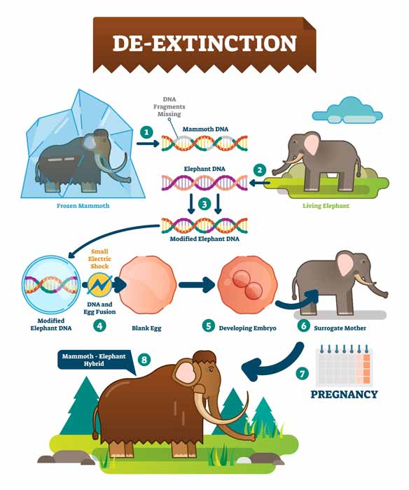 The process of making a woolly mammoth hybrid or, better said, a mammoth-elephant hybrid. (VectorMine / Adobe Stock)