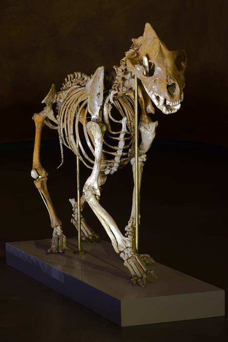 Un esqueleto fósil reconstruido de una hiena de las cavernas (Crocuta crocuta spelaea). También se encontraron huesos de hiena cavernícola en la cueva de Denisova, lo que debe haber provocado horribles ataques contra los homínidos que vivían allí. (Museo de Toulouse / CC BY-SA 3.0)