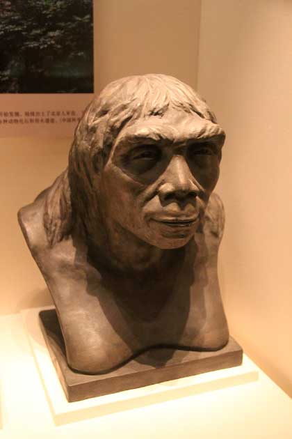 Una reconstrucción del Hombre de Pekín, que se encontró en el sitio del Hombre de Pekín en Beijing, China, a principios del siglo XX, en el Museo Nacional Chino. (Gary Todd / CC0)