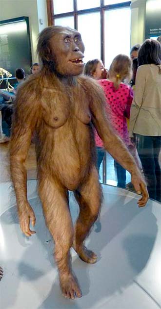 A reconstruction of a female A. afarensis. Findings show some similar aspects in the evolution of human birth. (Wolfgang Sauber/CC BY-SA 4.0)