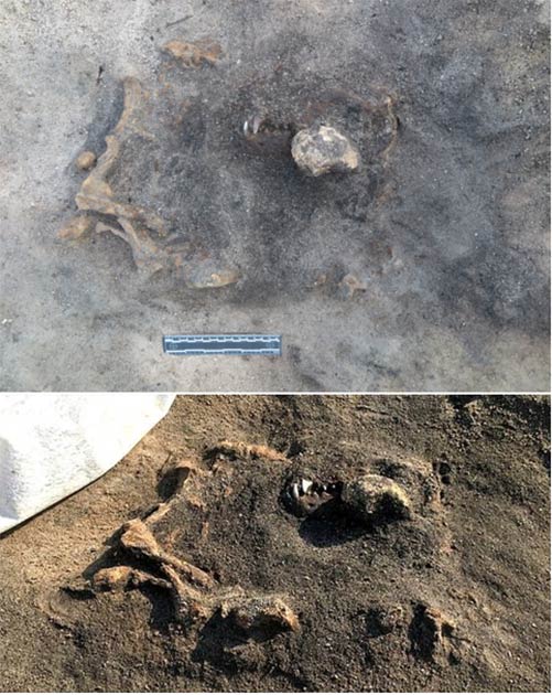 The remains of the dog are still at the site, partially excavated. (Carl Persson/Blekinge Museum)
