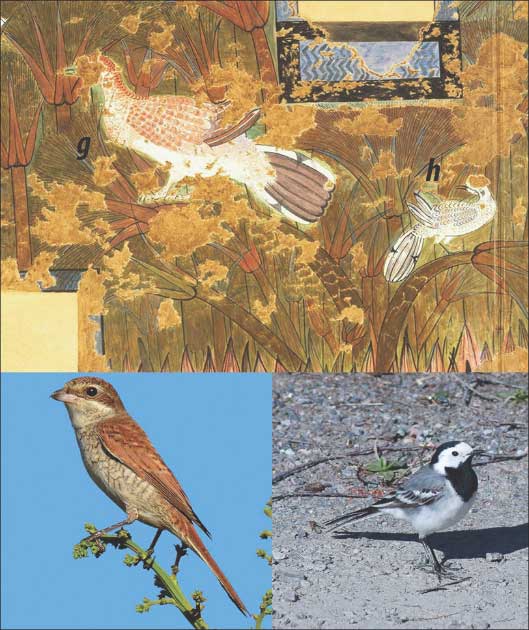 Los investigadores han identificado varias especies de aves, incluido el alcaudón dorsirrojo (g) y la lavandera amarilla (h) en la obra de arte aviar encontrada en Amarna. (Antigüedad Publicaciones Ltd)