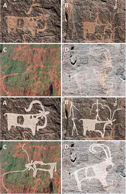 Rock art found near Umm Jirsan shows animals and people. (Stewart et al. 2024 / PLoS ONE)