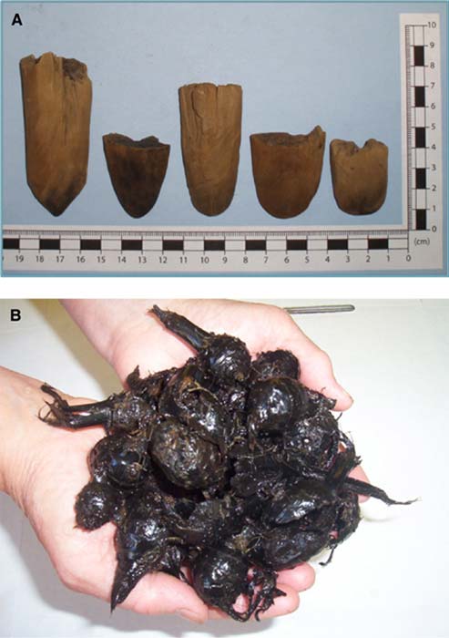 A: Sample of conserved wood digging stick tips. B: Ancient wapato tubers (preconservation) excavated from the wet-site garden area at the Pitt Polder wetlands.