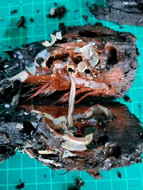 Un gusano de barco en una muestra tomada de los restos ha sido identificado tentativamente como el HMS Endeavour del Capitán Cook. (Universidad de Plymouth)