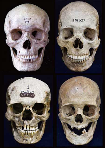Los análisis de los restos óseos humanos descubiertos en el sitio de Doigahama del período Yayoi medio (cerca de Shimonoseki, Japón; el punto más cercano de la isla de Honshu a la isla de Kyushu) han demostrado que los cráneos de las personas Yayoi (los dos superiores) eran relativamente más largas y planas que las del antiguo Jomon. personas (dos inferiores). (Museo Nacional de Naturaleza y Ciencia, Tokio)