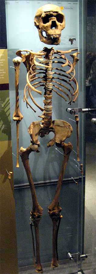 El esqueleto reensamblado de Turkana Boy, que fue descubierto en el lago Turkana en 1984. Fue fechado hace 1,5 a 1,6 millones de años. (Claire Houck de Nueva York, EE. UU. / CC BY-SA 2.0)