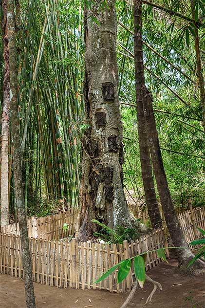 The smallest of the Toraja burial grounds are the “Baby Trees” where the tribe’s young are placed according to local funeral rituals. (Elena Odareeva / Adobe Stock)