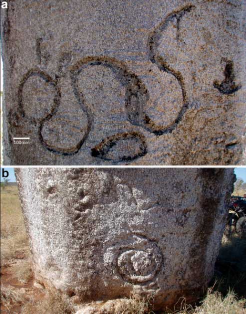 а) Змея с открытым ртом и след эму (справа), север пустыни Танами. Резьба по дереву удава составляет примерно 1,2 м в поперечнике; б) дерево боаб со свернутой и вытянутой резьбой в виде змей, северная часть пустыни Танами (D. Lewis/ Antiquity Publications Ltd).
