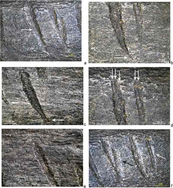 Some of the carved parts of the bone show evidence of repeated incising by the Neanderthal (Journal of Archaeological Science)