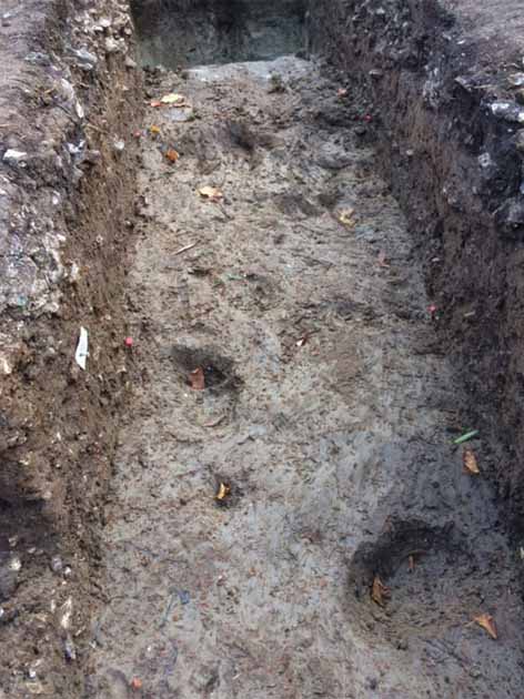El estudio muestra que las poblaciones mesolíticas de Blick Mead utilizaron el paisaje abierto de Stonehenge para explotar a los grandes mamíferos. La imagen muestra huellas de pezuñas de Auroch conservadas. (David Jacques/Universidad de Southampton)