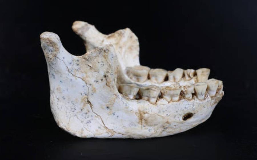 Mandible fossil discovered at Grotte à Hominidés 
