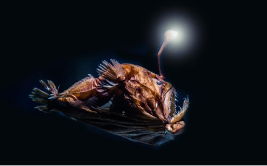 Deep sea fish, the type imagined to be found in the Mariana Trench