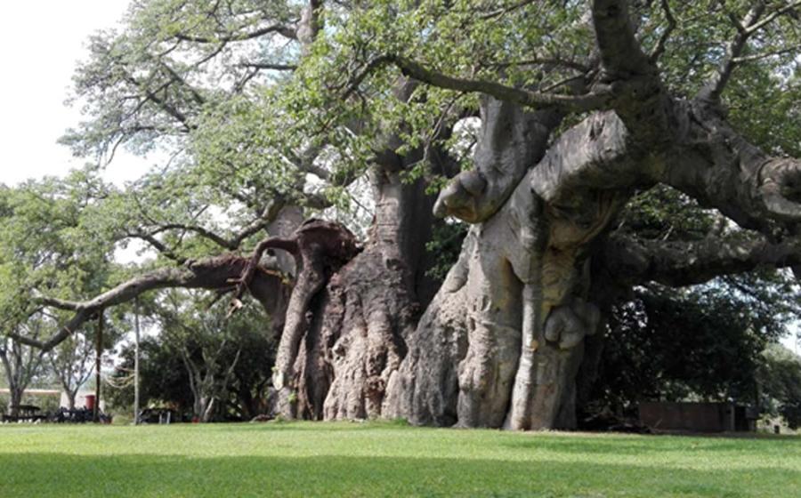 Giant Boabab Tree