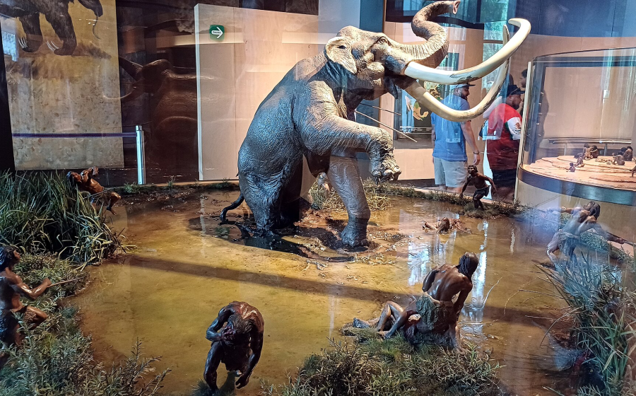 A museum reconstruction depicts Paleoindian hunters surrounding a Columbian mammoth during the Late Ice Age. Archaeological discoveries across North America suggest mammoths provided meat, fat, hides, ivory, and bone, making them among the most valuable resources for some of the continent's earliest hunter-gatherers