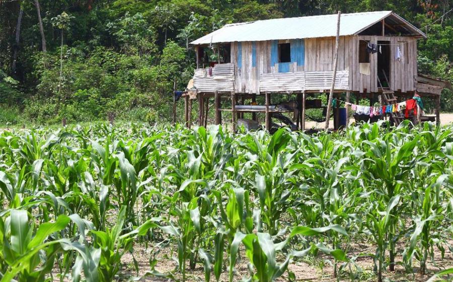Example of a small farm on a river island in the Amazon in Brazil. 10,000 years ago people made forest islands by domesticating plants in the Amazon. Source: Silvio /Adobe Stock