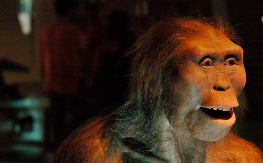 Australopithecus Afarensis, Lucy. Source: Carlos Lorenzo/flickr
