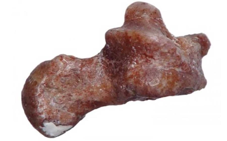 An ankle bone from 52 million years ago suggests that the earliest primates, the ancestors of humans, were great at leaping from tree to tree. Credit: Douglas Boyer, Duke University
