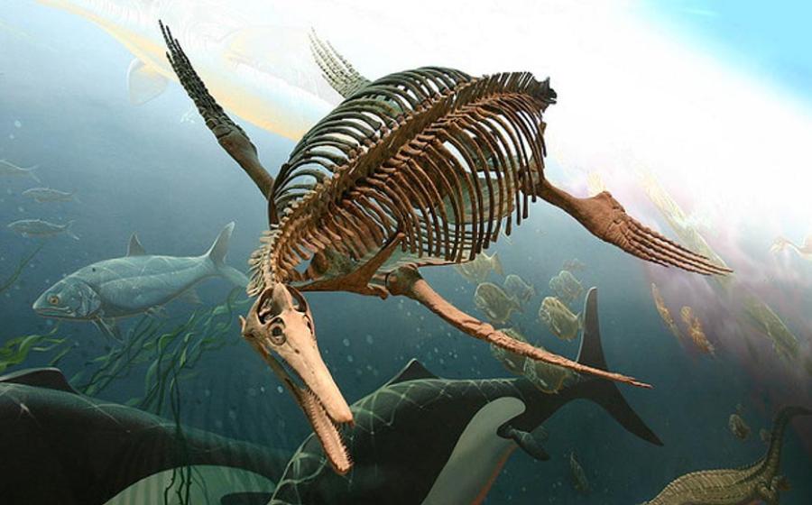 An Ichthyosaur fossilized skeleton at the Smithsonian National Museum of Natural History.